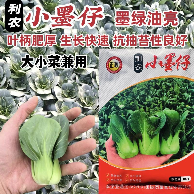 广东小墨仔青梗菜种子小型上海青油菜种籽宁夏小青菜种子