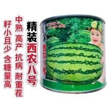 精装西农八号西瓜种子中晚熟品种抗枯萎病杂交一代西瓜
