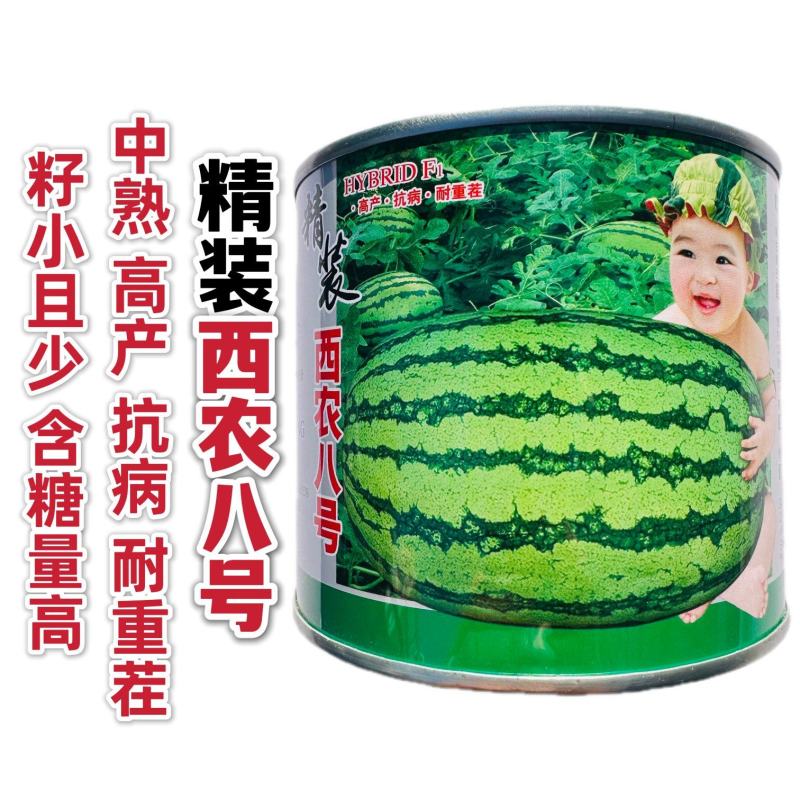 精装西农八号西瓜种子中晚熟品种抗枯萎病杂交一代西瓜