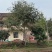 单杆朴树，丛生朴树，规格齐全，欢迎来电咨询