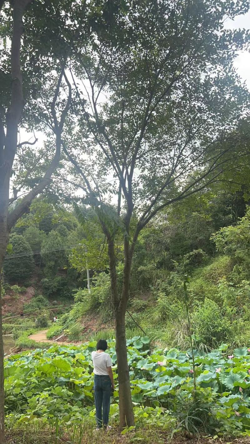 单杆朴树，丛生朴树，规格齐全，欢迎来电咨询
