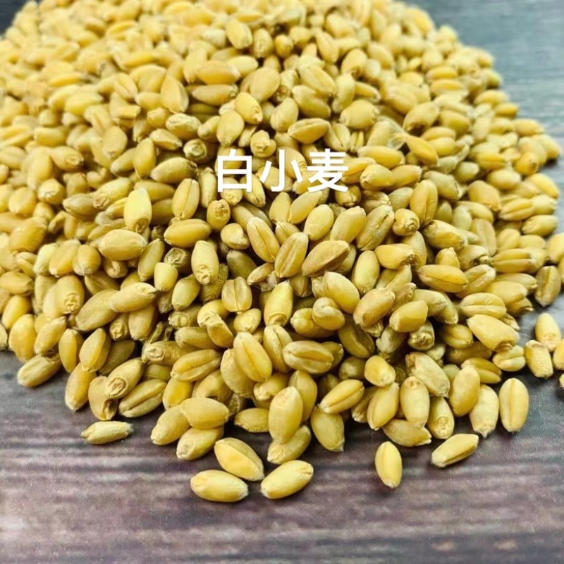 石磨面粉专用小麦，豫北小麦，直接打粉，无任何杂质