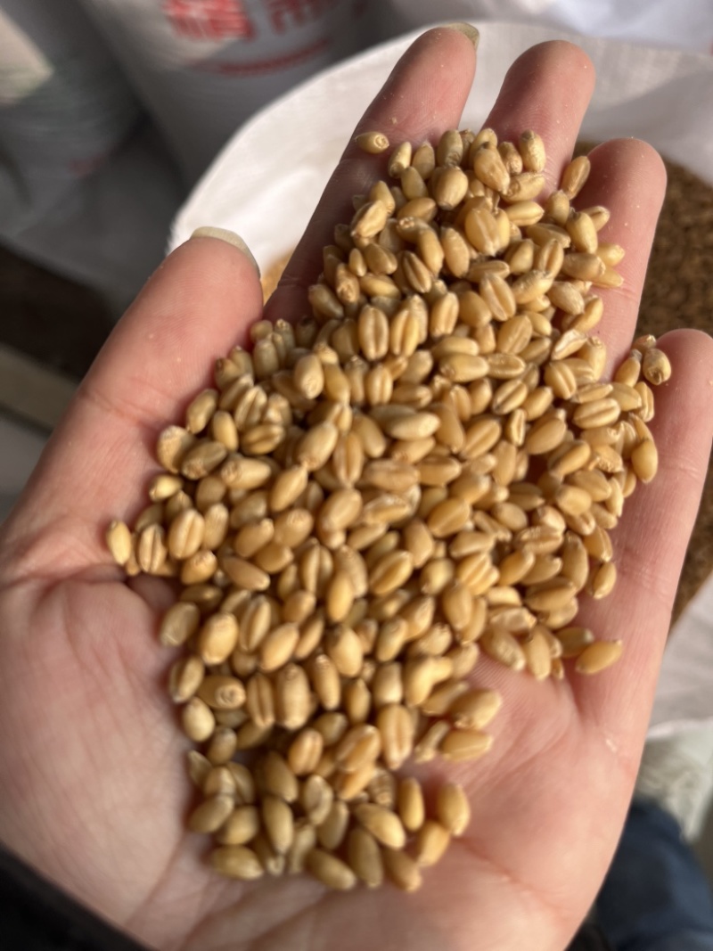 石磨面粉专用小麦，豫北小麦，直接打粉，无任何杂质