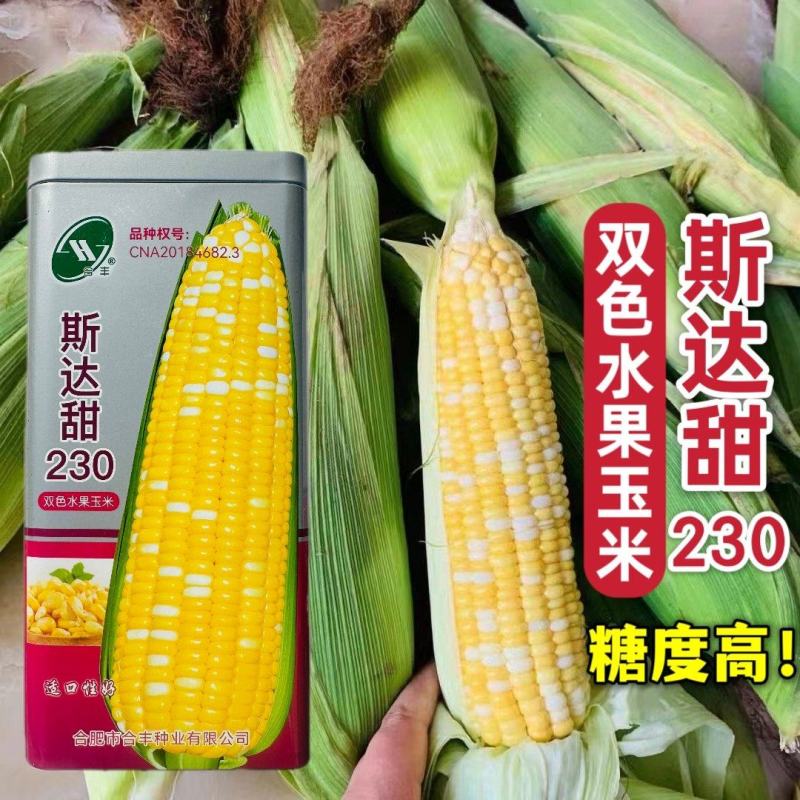 斯达甜230国审玉米种子超甜双色水果玉米种子高产甜玉米种