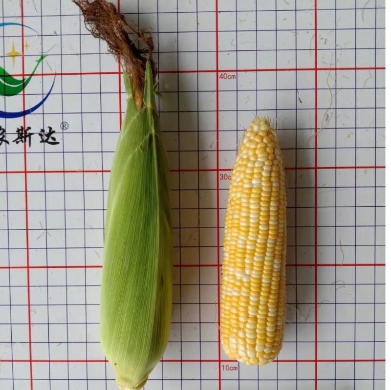 斯达甜230国审玉米种子超甜双色水果玉米种子高产甜玉米种
