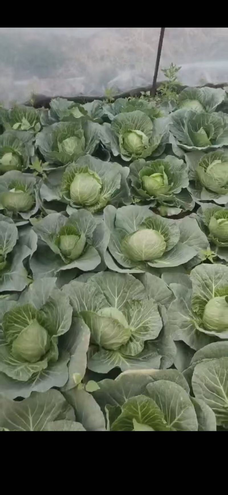 甘蓝