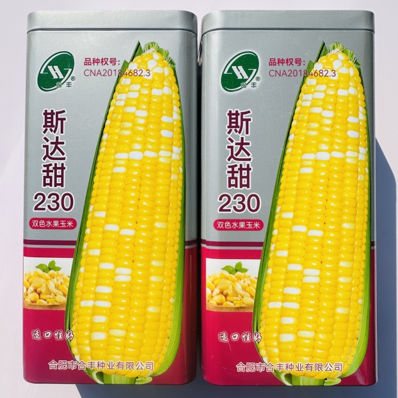 斯达甜230水果玉米种子双色超甜黄白双国审