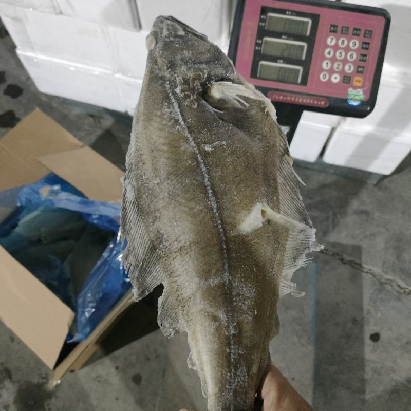 鲽鱼深海鲽鱼单条600-800克今年新鱼货源稳定量