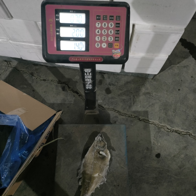 鲽鱼深海鲽鱼单条600-800克今年新鱼货源稳定量