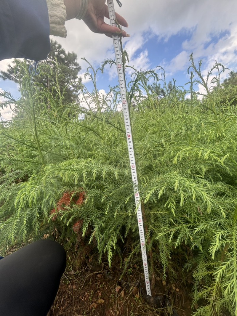 柳杉苗杯苗