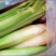 2024年新鲜茭白上市时令农家蔬菜农家种植双季茭白包邮