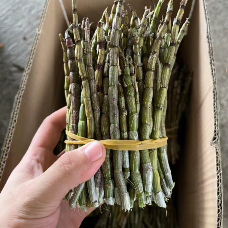 云南铁皮石斛货源充足大量现货百亩基地品质保证长期供货