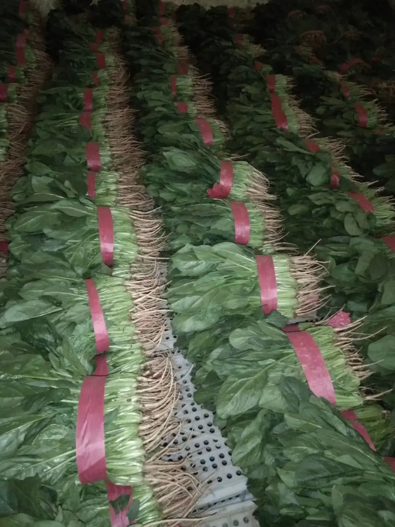 【实力】精品菠菜，产地直发，大量供应，来电咨询更优惠