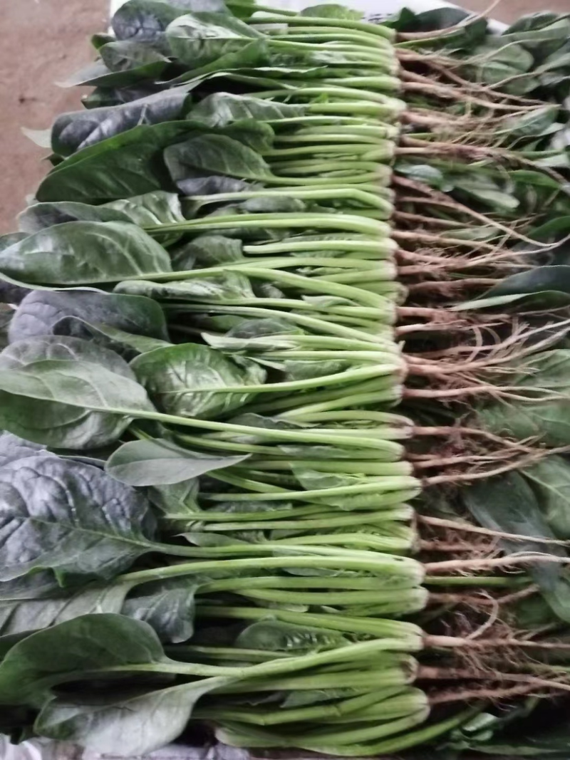 【实力】精品菠菜，产地直发，大量供应，来电咨询更优惠