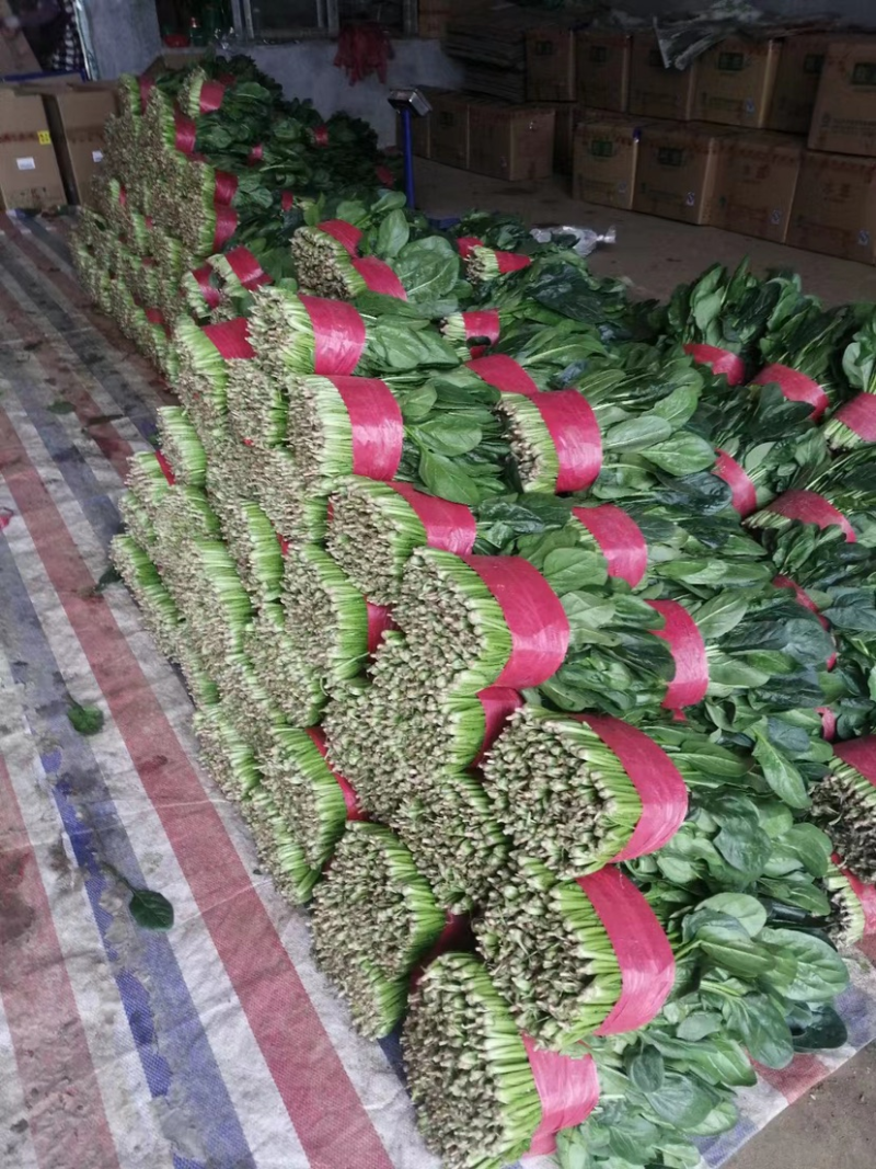 【实力】精品菠菜，产地直发，大量供应，来电咨询更优惠