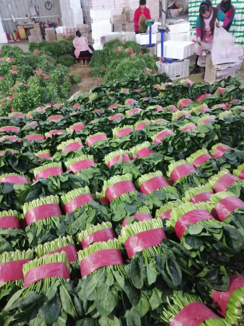 【实力】精品菠菜，产地直发，大量供应，来电咨询更优惠