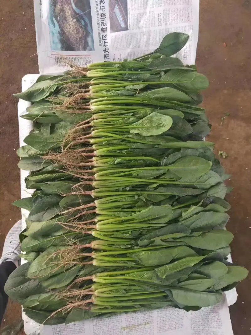 【实力】精品菠菜，产地直发，大量供应，来电咨询更优惠