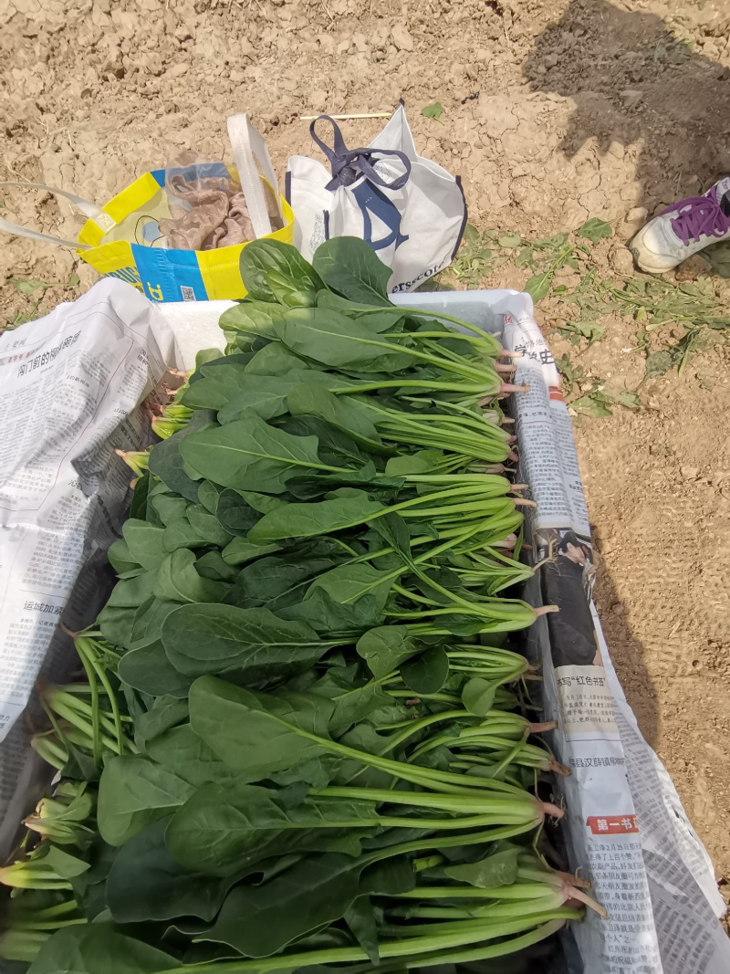 【实力】精品菠菜，产地直发，大量供应，来电咨询更优惠
