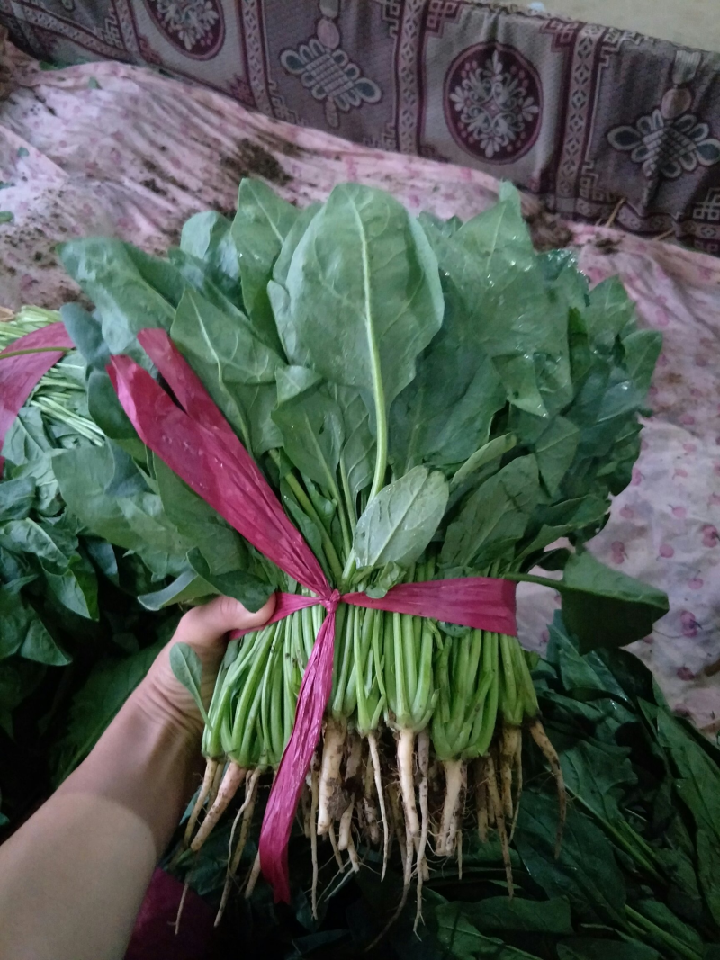 【实力】精品菠菜，产地直发，大量供应，来电咨询更优惠