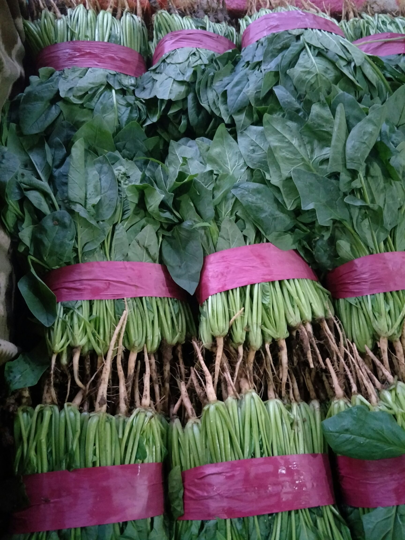 【实力】精品菠菜，产地直发，大量供应，来电咨询更优惠