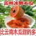 雷州冰糖红心木瓜应季当季青皮木瓜牛奶木瓜新鲜水果整箱批发