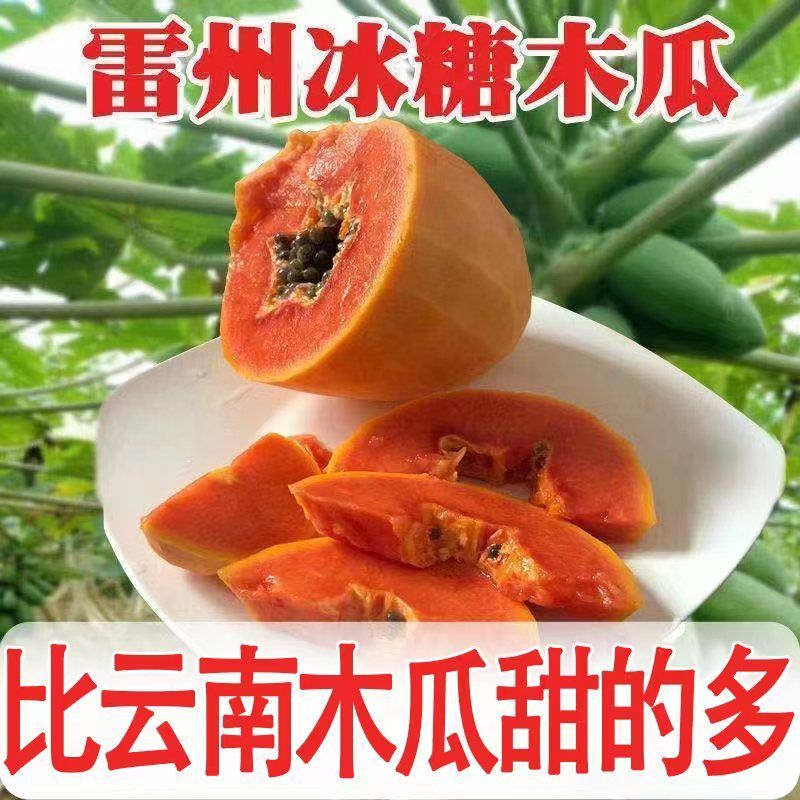 雷州冰糖红心木瓜应季当季青皮木瓜牛奶木瓜新鲜水果整箱批发
