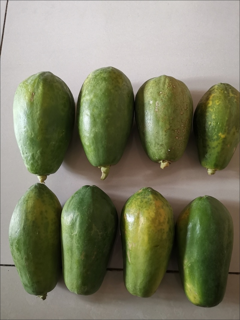 雷州冰糖红心木瓜应季当季青皮木瓜牛奶木瓜新鲜水果整箱批发