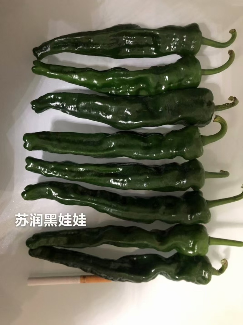 苏润黑娃娃辣椒种子香辣小皱皮薄皮椒半螺椒种子