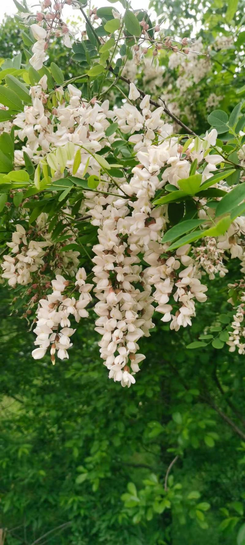 三门峡槐花蜜42度包邮一件代发可视频看货