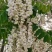 三门峡槐花蜜42度包邮一件代发可视频看货
