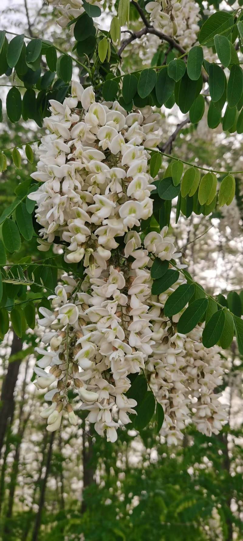 三门峡槐花蜜42度包邮一件代发可视频看货