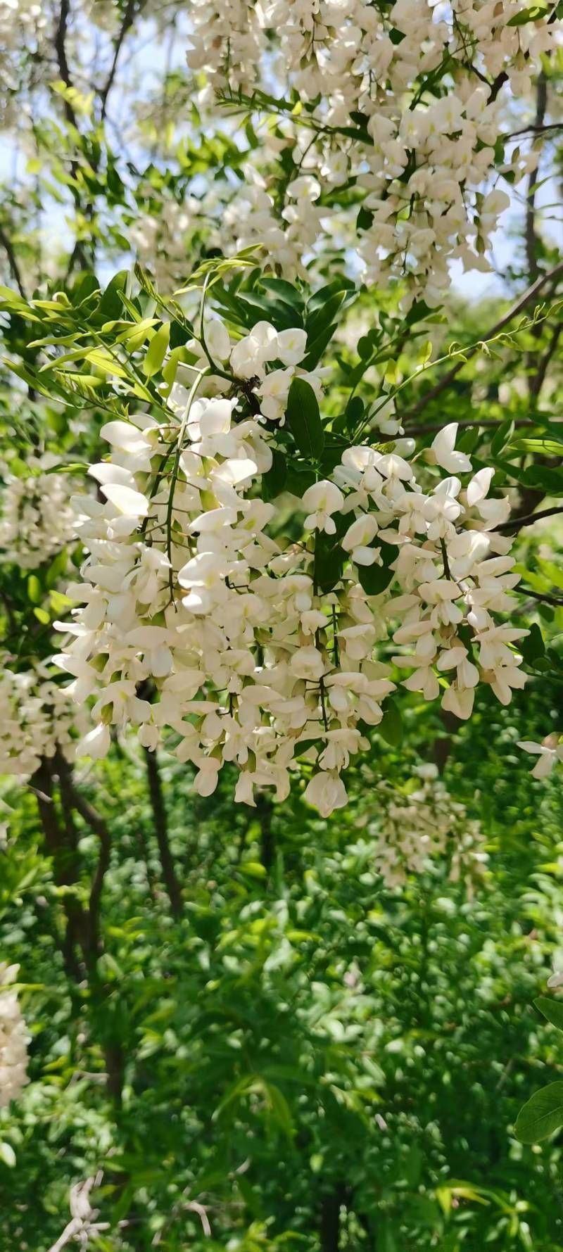 三门峡槐花蜜42度包邮一件代发可视频看货