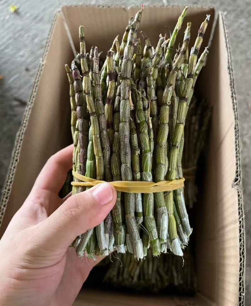 云南铁皮石斛货源充足大量现货百亩基地品质保证长期供货