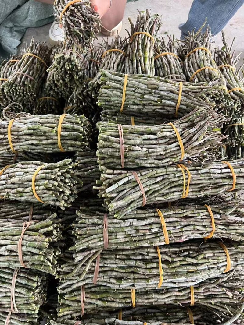 云南铁皮石斛货源充足大量现货百亩基地品质保证长期供货