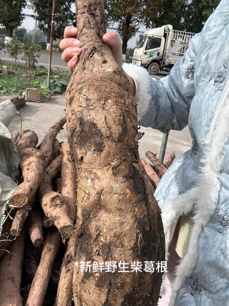 野生柴葛根工厂直发深山葛根高含量当季新货泡水喝茶四川发货