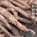 野生柴葛根工厂直发深山葛根高含量当季新货泡水喝茶四川发货