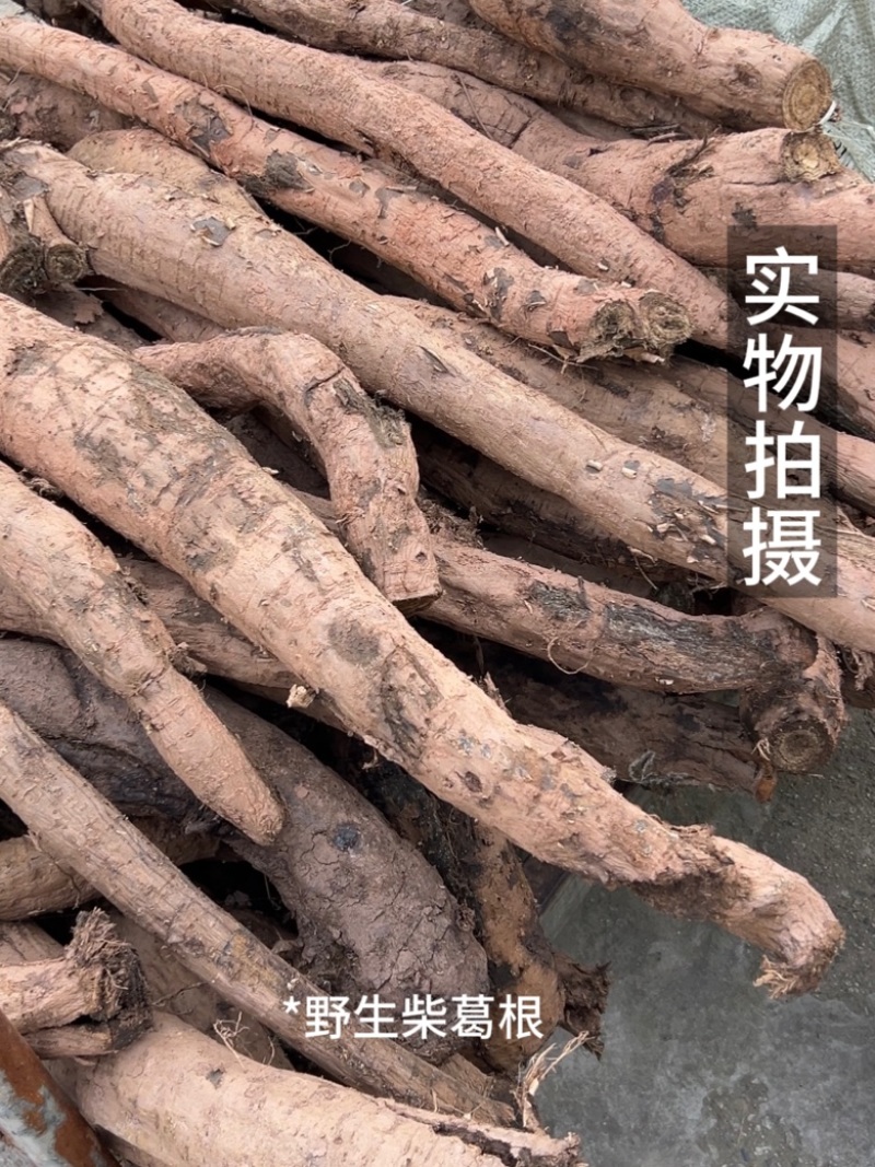 野生柴葛根工厂直发深山葛根高含量当季新货泡水喝茶四川发货