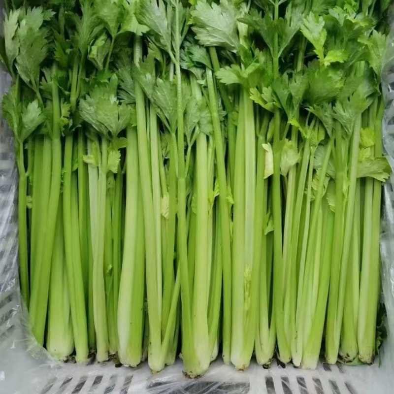 西芹