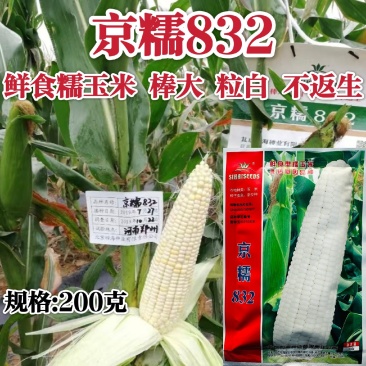 四海京糯832玉米种子高产大棒鲜食糯玉米种子粒白不返生