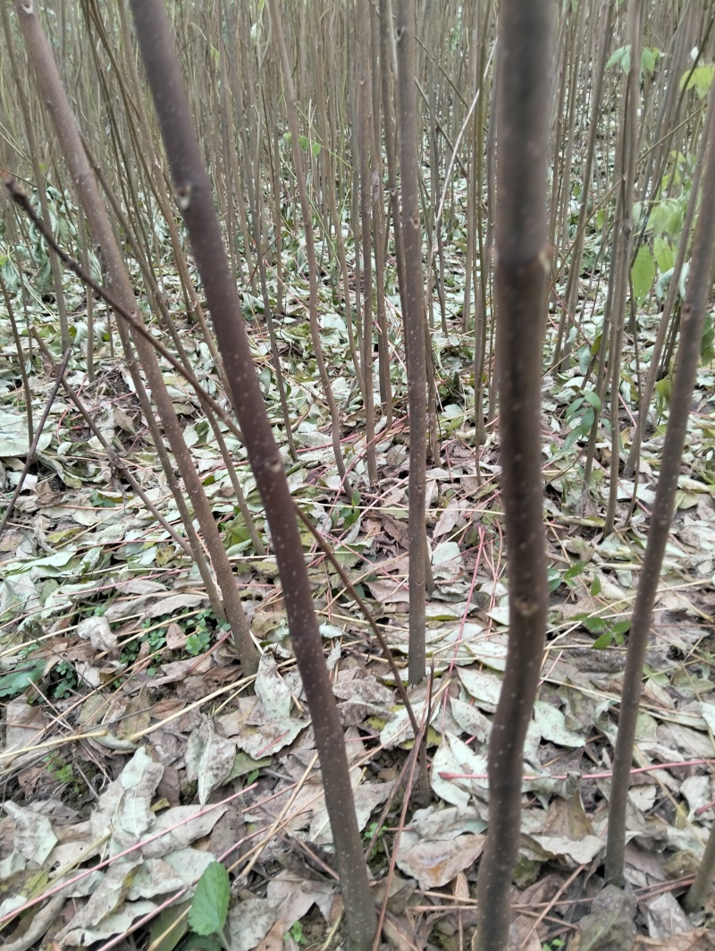 柏树苗大叶厚皮川黄柏苗黄柏树苗苗圃直发品质保证
