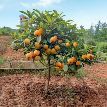 庭院观赏适合南北方种植大果枇杷树苗江苏果树基地大果