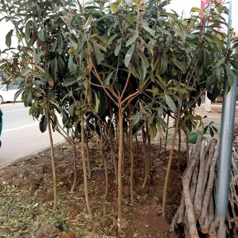 庭院观赏适合南北方种植大果枇杷树苗江苏果树基地大果