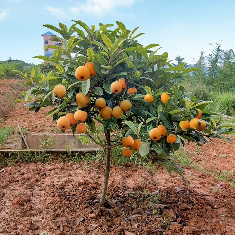 庭院观赏适合南北方种植大果枇杷树苗江苏果树基地大果