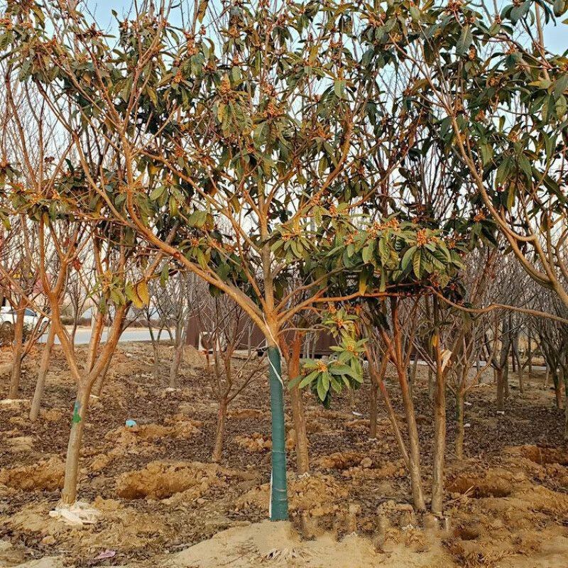 庭院观赏适合南北方种植大果枇杷树苗江苏果树基地大果