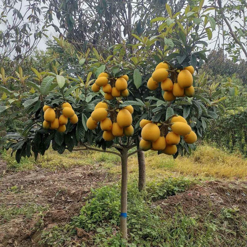 庭院观赏适合南北方种植大果枇杷树苗江苏果树基地大果