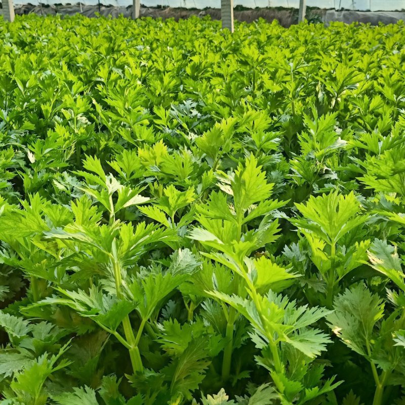 温室大棚西芹质量好芹菜黄亮颜色好服务态度好欢迎采购！