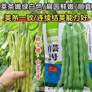 白芸2号芸豆种子中早熟白绿荚四季豆扁圆架豆春秋长豆角种子
