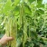 白芸2号芸豆种子中早熟白绿荚四季豆扁圆架豆春秋长豆角种子