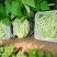 白芸2号芸豆种子中早熟白绿荚四季豆扁圆架豆春秋长豆角种子