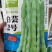 白芸2号芸豆种子中早熟白绿荚四季豆扁圆架豆春秋长豆角种子